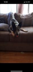 Reunited Male Dog last seen Near S Lowell Blvd, Denver, CO 80236, USA, Denver, CO 80236