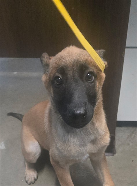 Shelter Stray Female Dog last seen GOOSEBERRY AVE BAKERSFIELD, 201 S Mt Vernon Ave, Bakersfield, CA 93307, USA