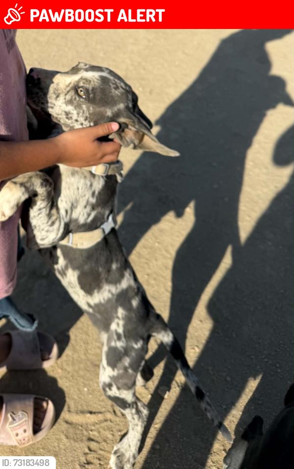 Lost Female Dog last seen k-8, Lake Los Angeles, CA 93591