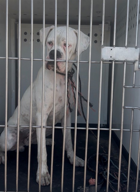Shelter Stray Male Dog last seen Near BLK UNION AV, BAKERSFIELD, CA, 201 S Mt Vernon Ave, Bakersfield, CA 93307, USA