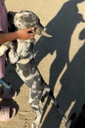 Lost Female Dog last seen k-8, Lake Los Angeles, CA 93591