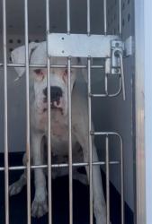 Shelter Stray Female Dog last seen Near BLK UNION AV, BAKERSFIELD, CA, 201 S Mt Vernon Ave, Bakersfield, CA 93307, USA