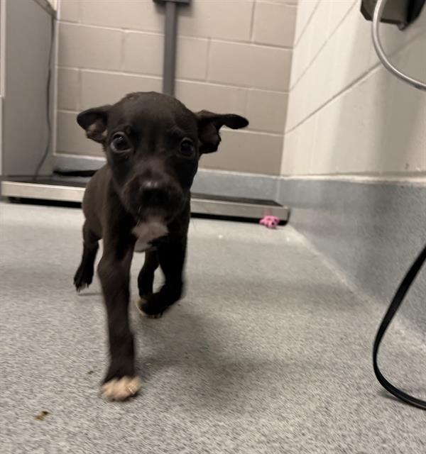 Shelter Stray Female Dog last seen Near, 2600 S Harding St, Indianapolis, IN 46221, USA