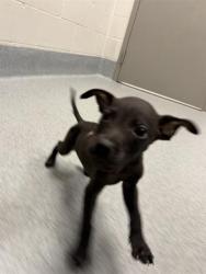 Shelter Stray Male Dog last seen Near, 2600 S Harding St, Indianapolis, IN 46221, USA