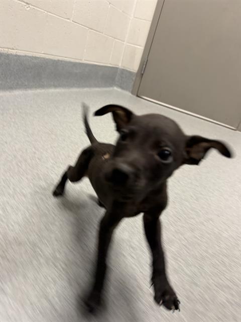 Shelter Stray Male Dog last seen Near, 2600 S Harding St, Indianapolis, IN 46221, USA