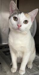 Shelter Stray Female Cat last seen , 11361 W Pico Blvd, Los Angeles, CA 90064, USA