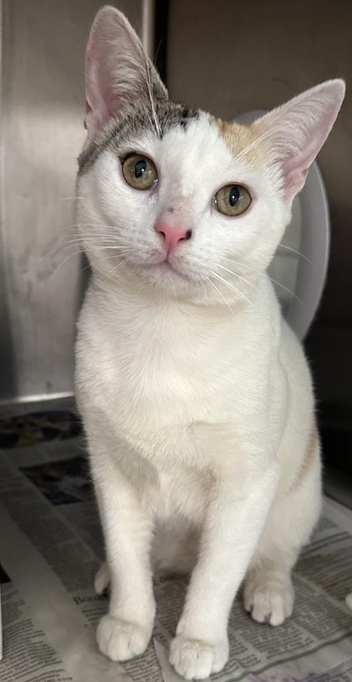 Shelter Stray Female Cat last seen , 11361 W Pico Blvd, Los Angeles, CA 90064, USA