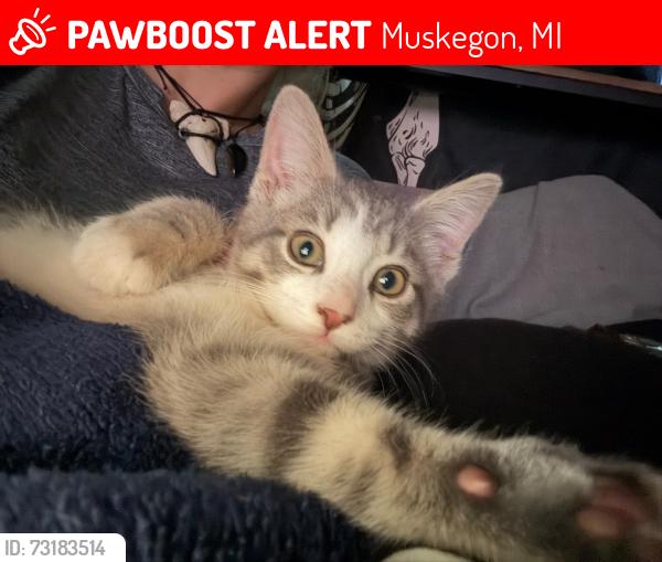 Lost Male Cat last seen Brooks Ave or Evanston ave, Muskegon, MI 49442