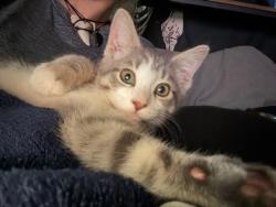 Lost Male Cat last seen Brooks Ave or Evanston ave, Muskegon, MI 49442