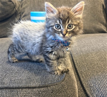 Shelter Stray Male Cat last seen , 14409 Vanowen St, Van Nuys, CA 91405, USA