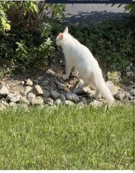 Found/Stray Unknown Cat last seen 570/572 lake meade drive, East Berlin, PA 17316