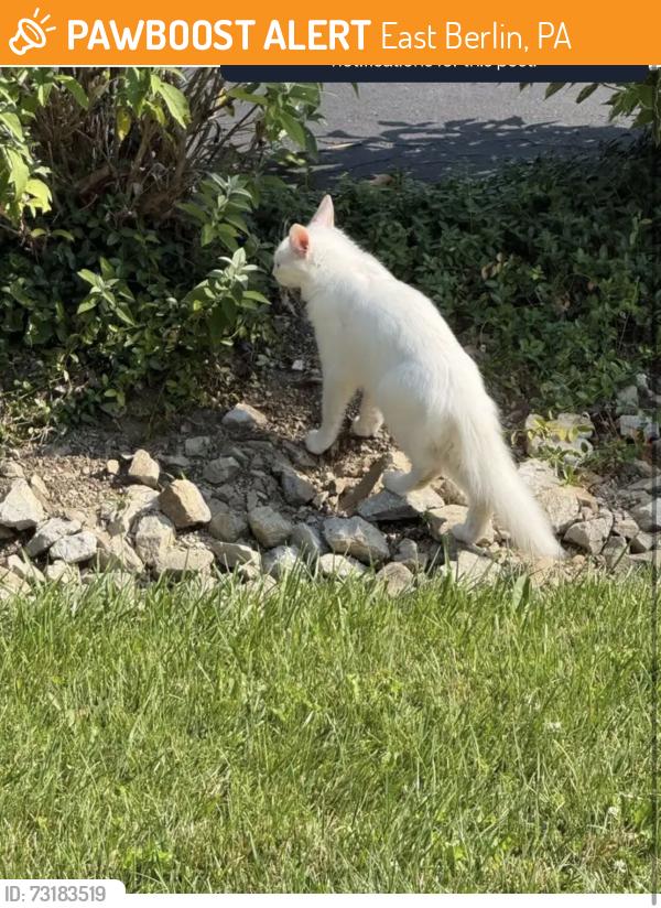 Found/Stray Unknown Cat last seen 570/572 lake meade drive, East Berlin, PA 17316