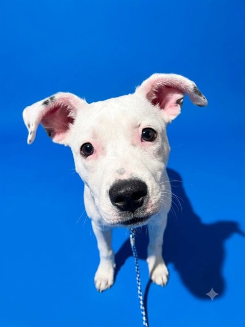 Shelter Stray Female Dog last seen Near BLOCK BERT, 2020 Forest St, Jacksonville, FL 32204, USA