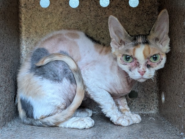 Shelter Stray Female Cat last seen , 11258 Garfield Ave, Downey, CA 90242, USA
