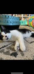 Lost Male Cat last seen Tulare And Charles Ave near El Cerrito / Richmond Border, El Cerrito, CA 94530