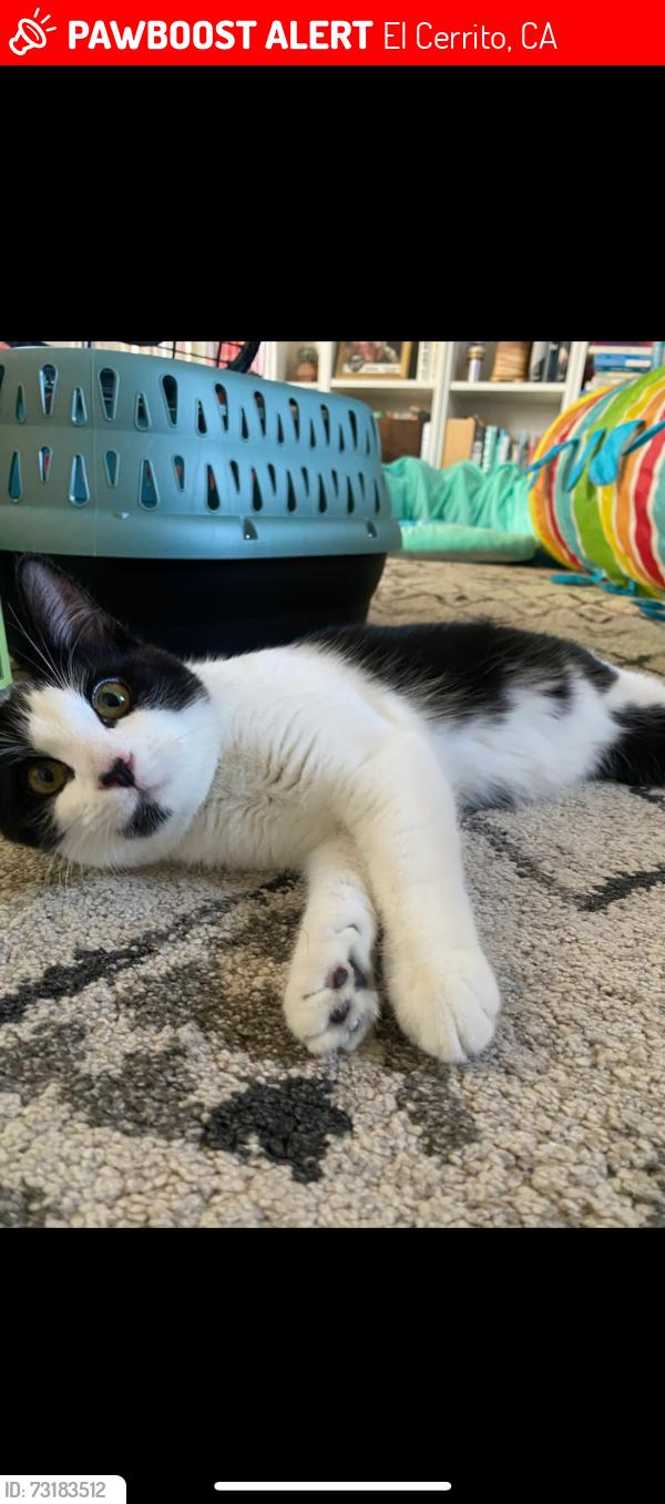 Lost Male Cat last seen Tulare And Charles Ave near El Cerrito / Richmond Border, El Cerrito, CA 94530