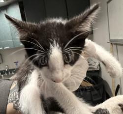 Shelter Stray Male Cat last seen , West Valley Animal Shelter, 20655 Plummer St, Chatsworth, CA 91311, USA