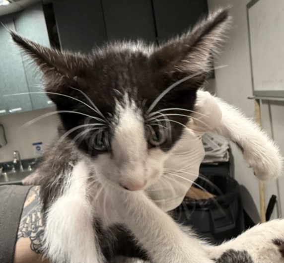 Shelter Stray Male Cat last seen , West Valley Animal Shelter, 20655 Plummer St, Chatsworth, CA 91311, USA