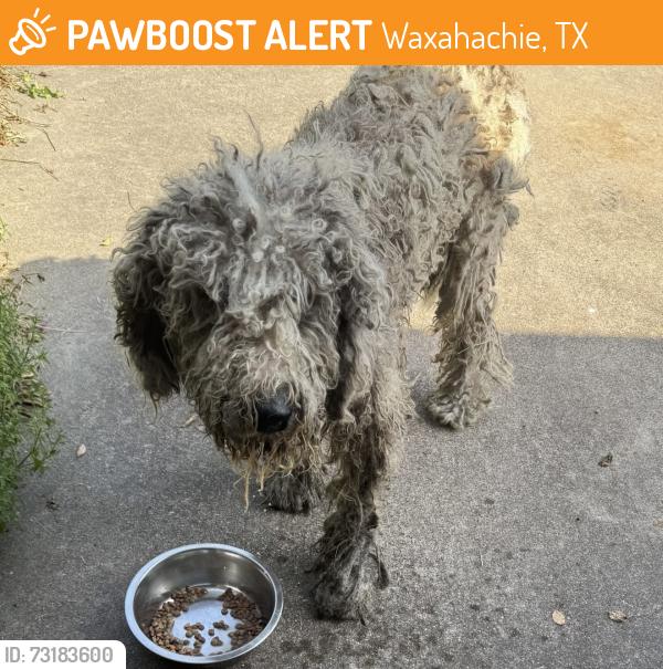 Found/Stray Male Dog last seen Greathouse road, Waxahachie, TX 75167