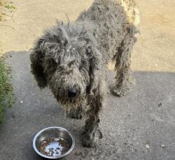 Found/Stray Male Dog last seen Greathouse road, Waxahachie, TX 75167