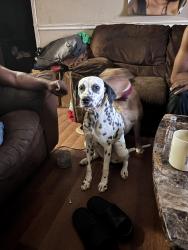 Lost Female Dog last seen Rockcut, Conley, GA 30288