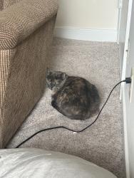 Reunited Female Cat last seen Near Dartmouth avenue, Richmond, VA 23226