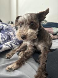 Reunited Female Dog last seen Bing Cherry Dr, Sunrise Manor, NV 89142, USA, Sunrise Manor, NV 89142