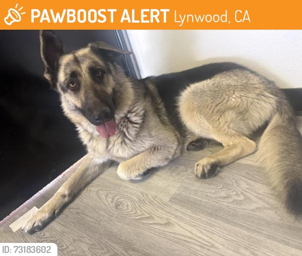 Found/Stray Female Dog last seen Martin Luther king, lynwood, Lynwood, CA 90262