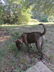 Reunited Female Dog last seen Gated communi t y in boiling springs, Boiling Springs, NC 28152