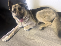Found/Stray Female Dog last seen Martin Luther king, lynwood, Lynwood, CA 90262