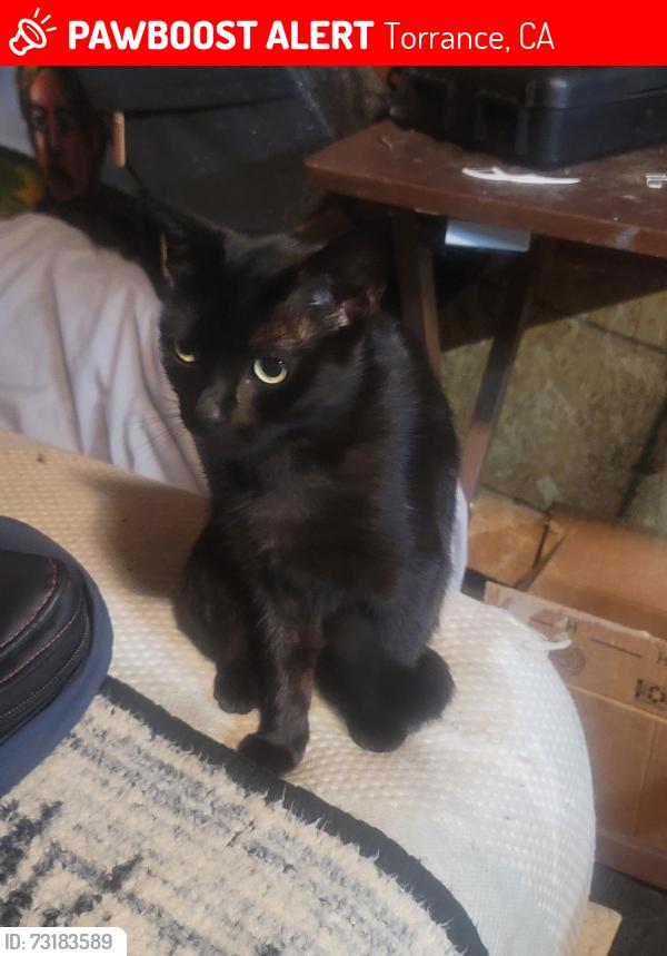 Lost Female Cat last seen McMaster Park, Torrance, CA 90504