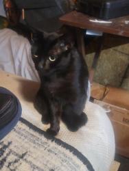 Lost Female Cat last seen McMaster Park, Torrance, CA 90504