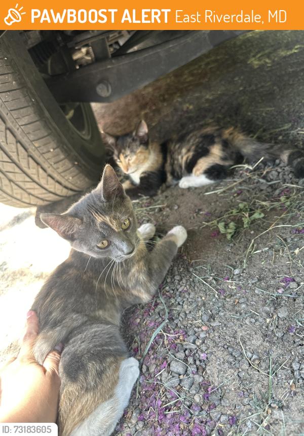 Found/Stray Female Cat last seen Riverdale, East Riverdale, MD 20737