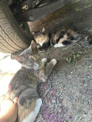 Found/Stray Female Cat last seen Riverdale, East Riverdale, MD 20737