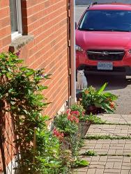 Found/Stray Unknown Cat last seen Thomas and Winston Churchill, Mississauga, ON L5M