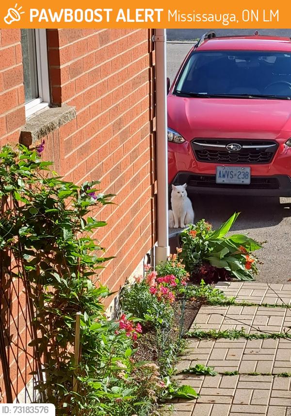 Found/Stray Unknown Cat last seen Thomas and Winston Churchill, Mississauga, ON L5M