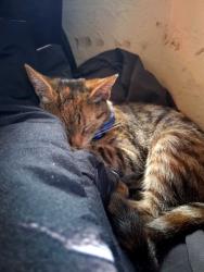Lost Female Cat last seen Encanto/62nd trolly station, San Diego, CA 92114
