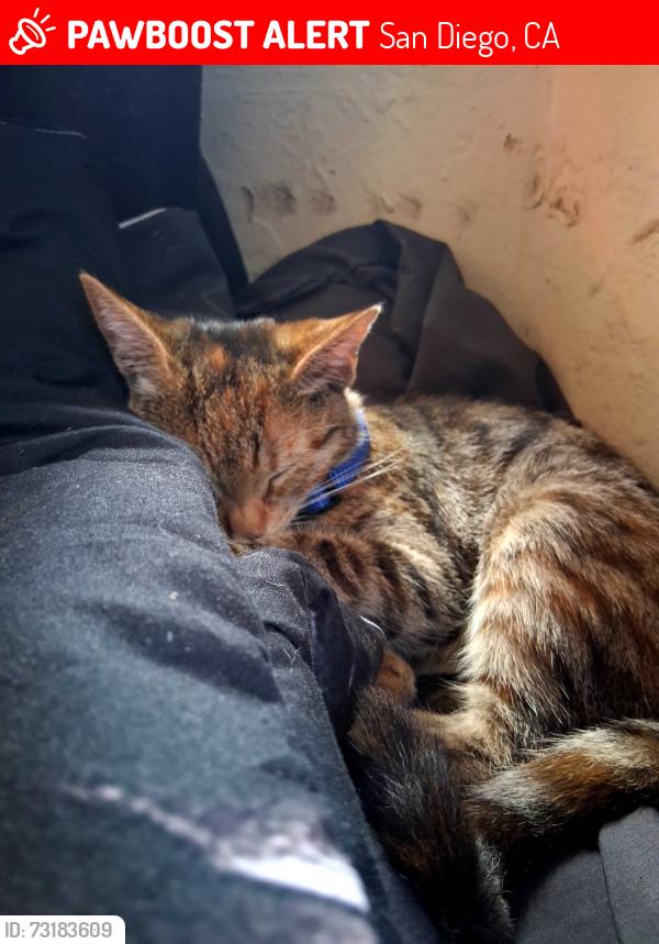 Lost Female Cat last seen Encanto/62nd trolly station, San Diego, CA 92114