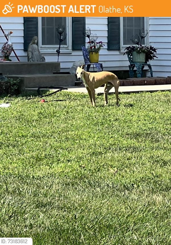 Found/Stray Male Dog last seen 145th and Brougham, Olathe, KS 66062
