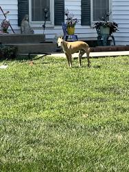 Found/Stray Male Dog last seen 145th and Brougham, Olathe, KS 66062