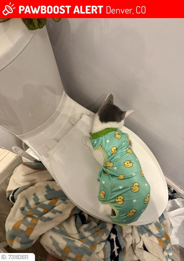 Lost Female Cat last seen Mariposa and 11th, Denver, CO 80218