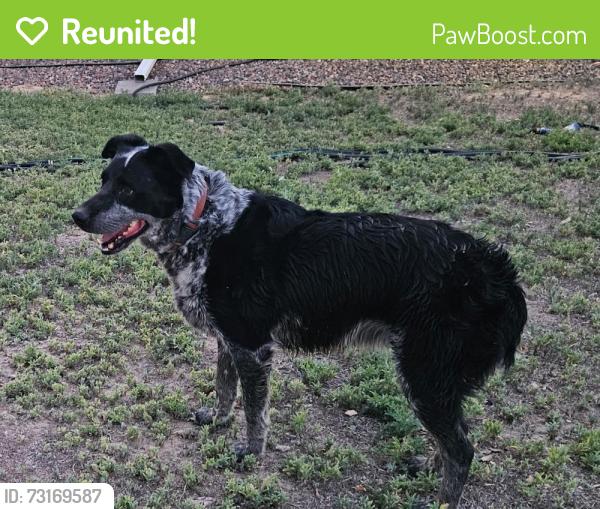 Reunited Female Dog last seen CR 52 & 59, Keenesburg, CO 80643