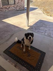 Reunited Male Dog last seen Alamo dr and Villarreal de, La Grange, CA 95329