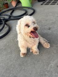 Found/Stray Female Dog last seen Weston ranch highschool, Stockton, CA 95206