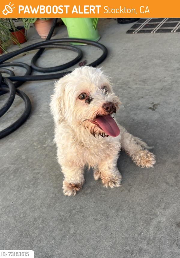 Found/Stray Female Dog last seen Weston ranch highschool, Stockton, CA 95206
