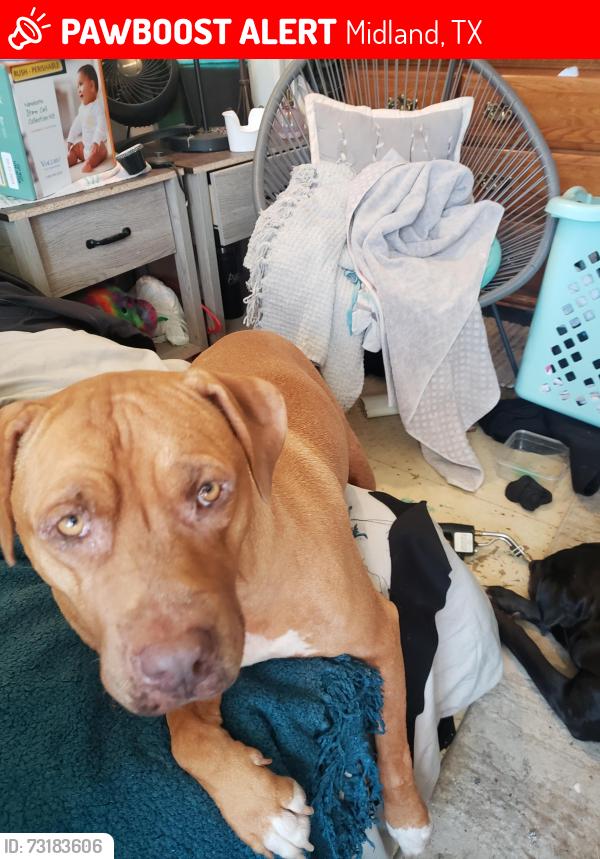 Lost Female Dog last seen Near S. Fairgrounds rd, Midland, TX 79701
