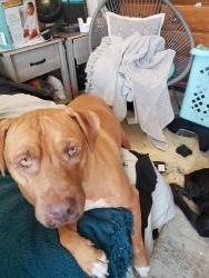 Lost Female Dog last seen Near S. Fairgrounds rd, Midland, TX 79701
