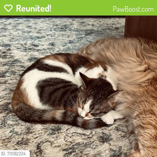 Reunited Female Cat last seen Floating Feather Rd and Horseshoe Bend Rd Eagle/Boise, ID, Garden City, ID 83714