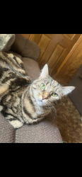 Lost Female Cat last seen mott ave, Flint, MI 48504