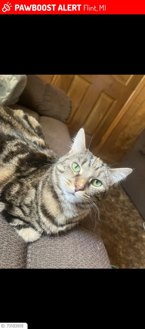 Lost Female Cat last seen mott ave, Flint, MI 48504